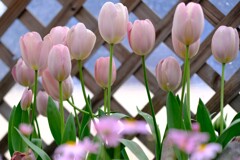 早春の草花展