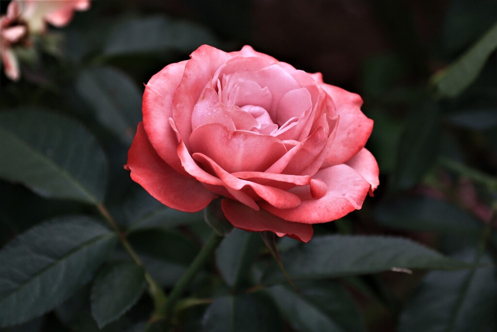 薔薇　　浪漫