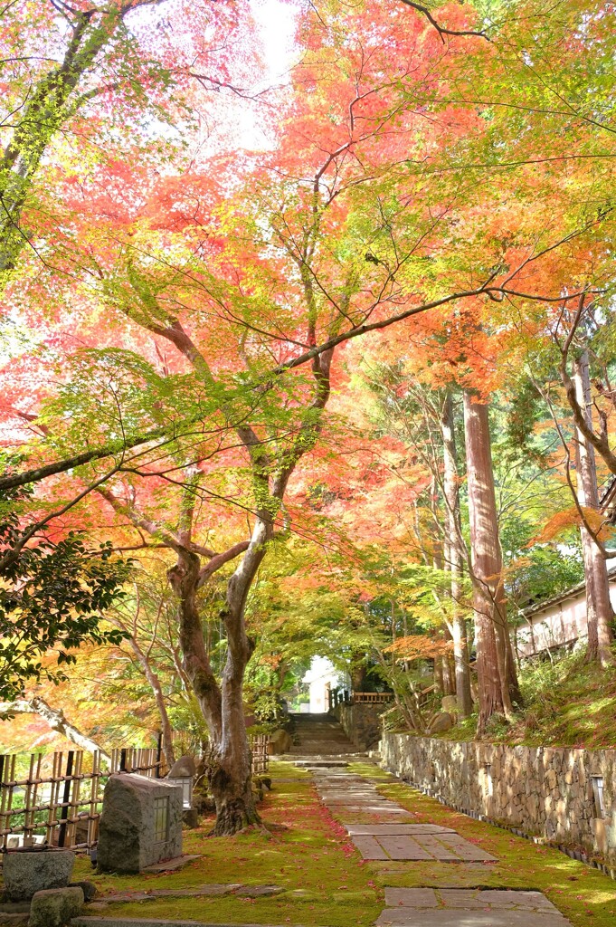 苗秀寺　紅葉