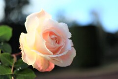 冬　薔薇