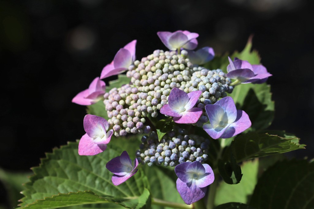 紫陽花