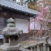 紅梅