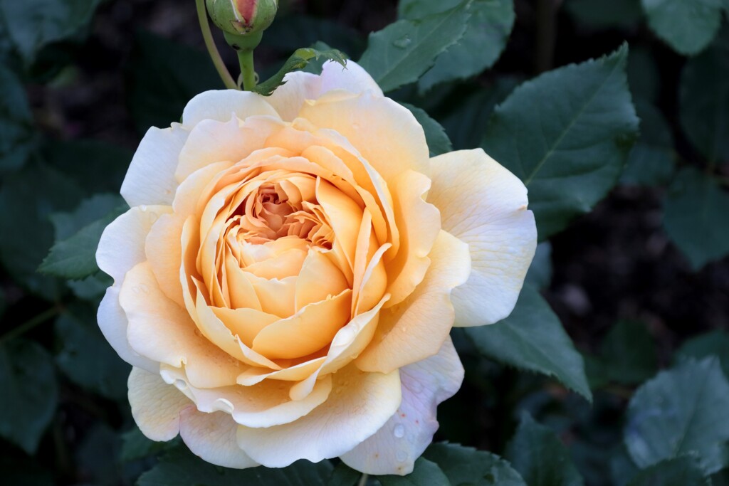 薔薇