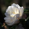 山茶花