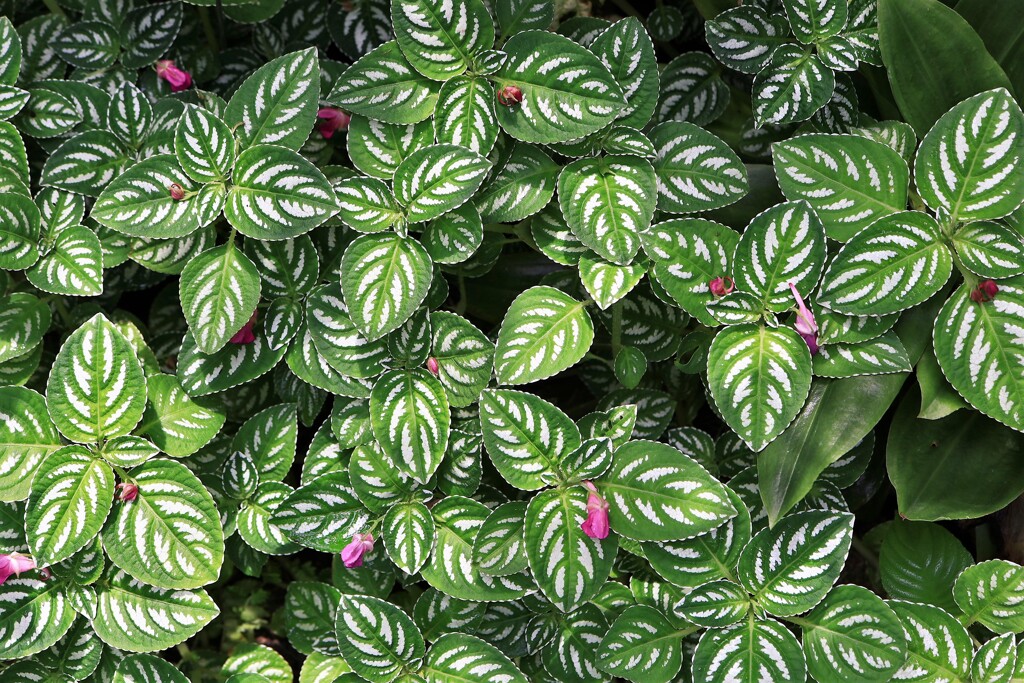 温帯に生息する植物の葉