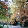 紅葉