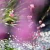 京都　城南宮　枝垂れ梅
