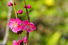 正法寺　梅　20190217