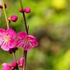 正法寺　梅　20190217