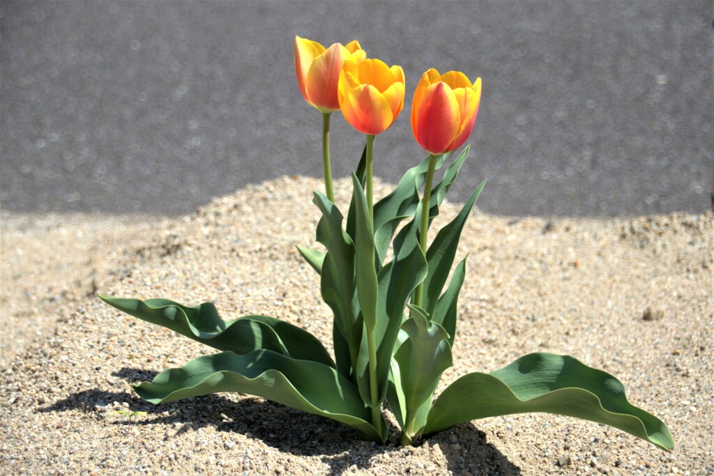 路傍の花