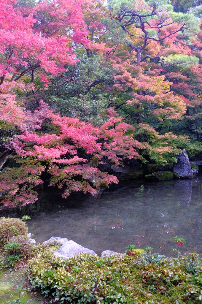 蓮華寺