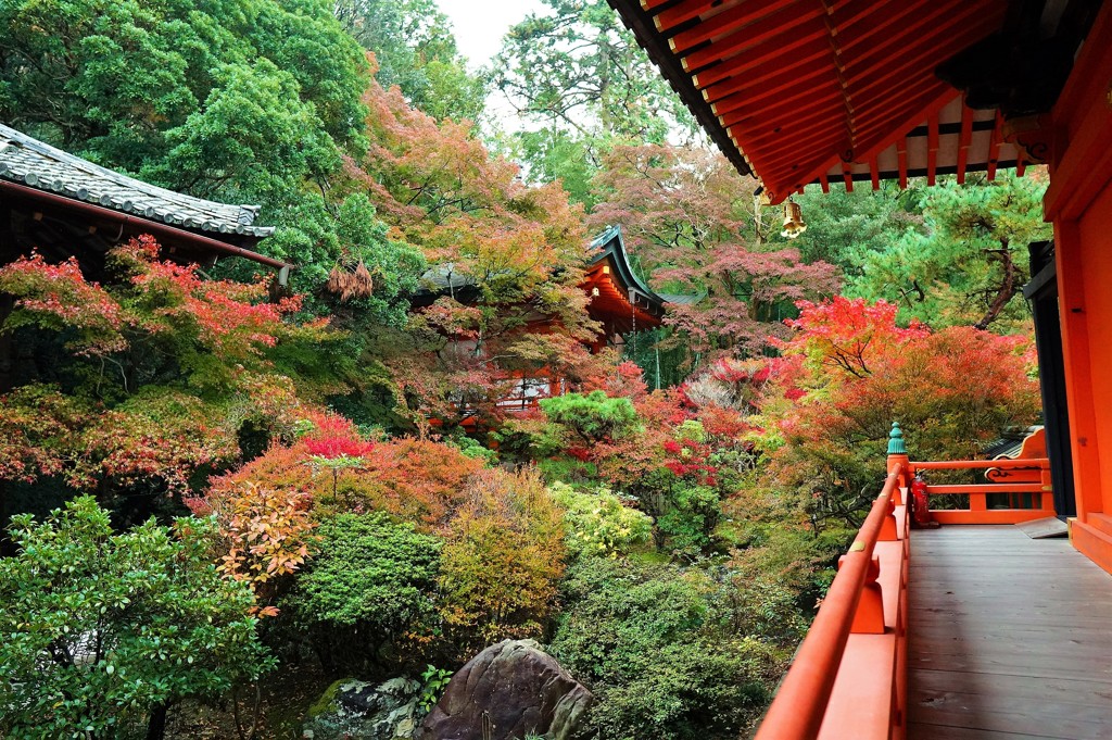 京都　毘沙門堂の秋2