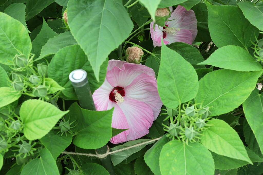 木槿