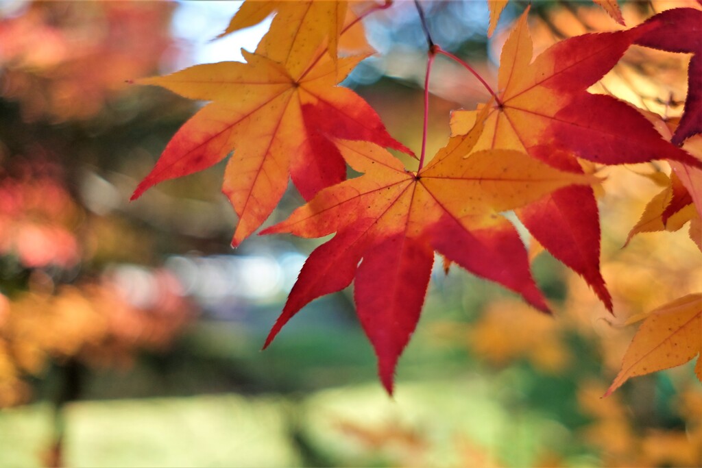 龍穏寺　紅葉