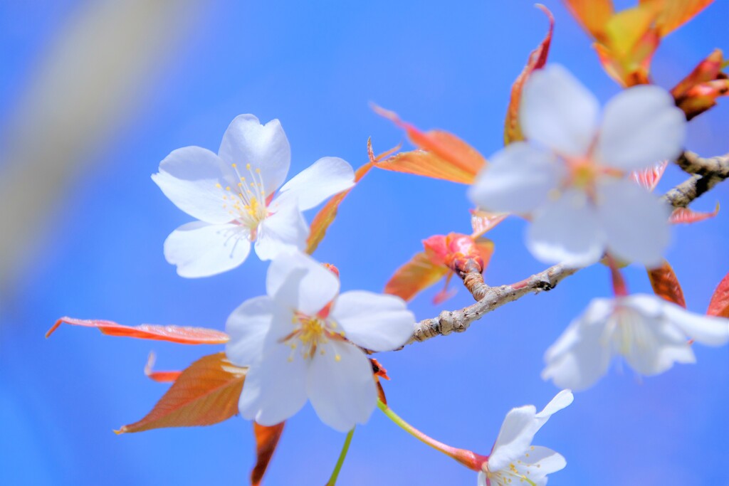 山桜