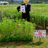 世相
