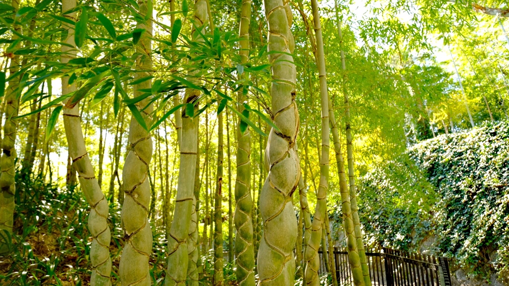 IMG_20171124_竹林公園