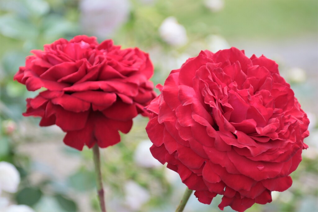 薔薇