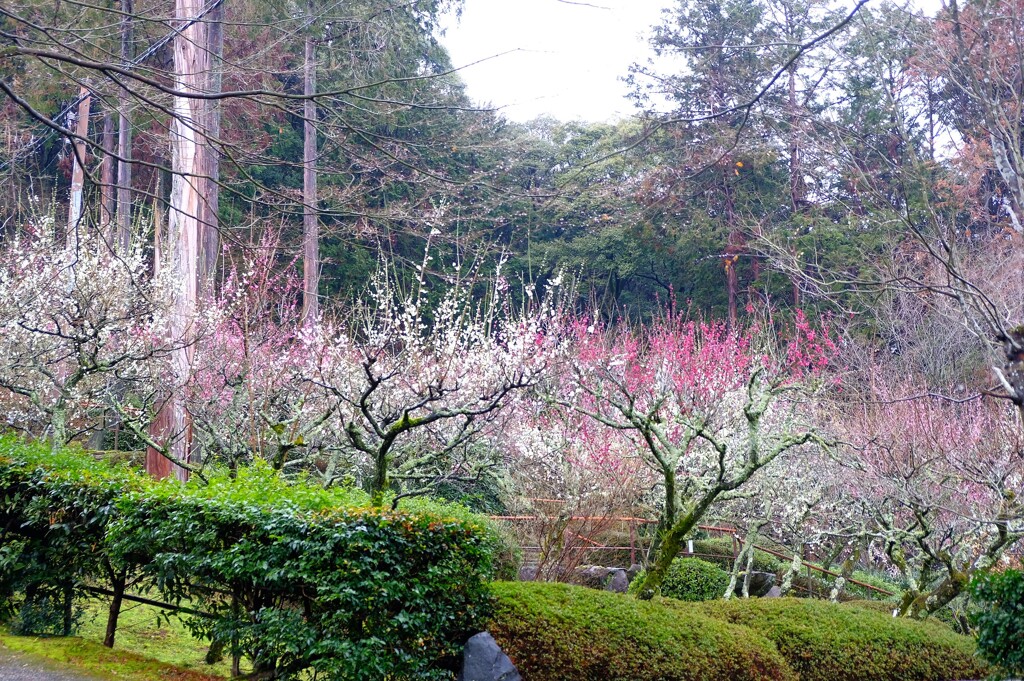 滋賀　石山寺　梅園