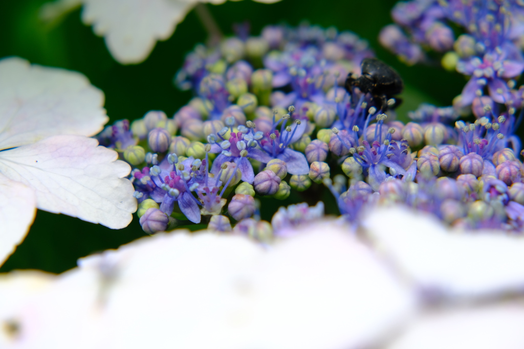 紫陽花