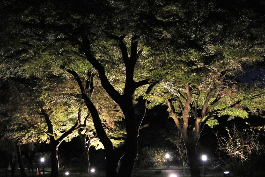 京都府立植物園　紅葉　ライトアップ