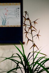 寒蘭