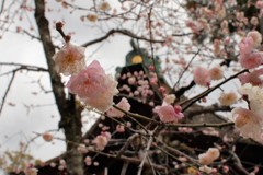 京都北野天満宮　梅　20190212