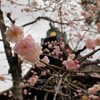 京都北野天満宮　梅　20190212