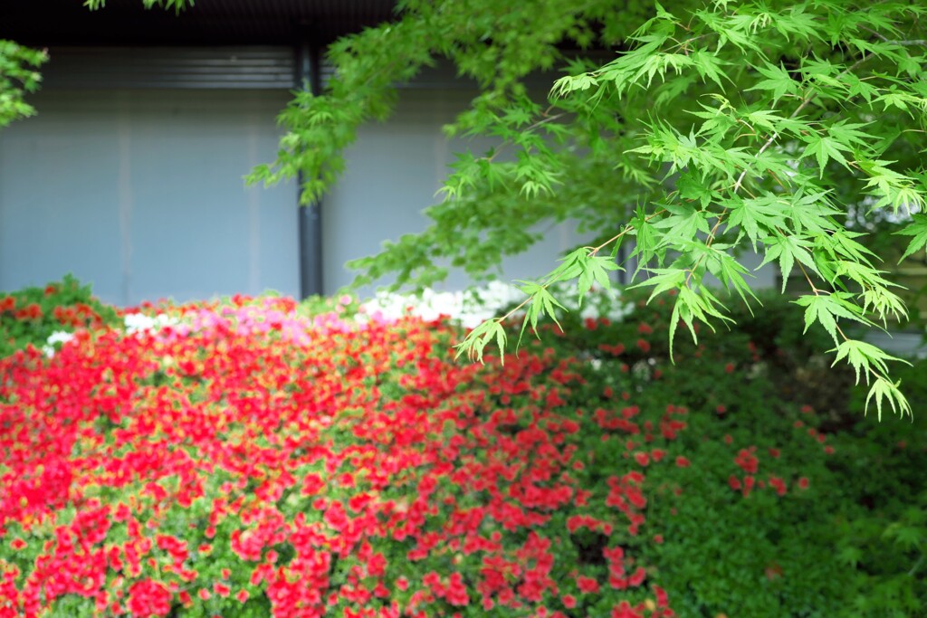芽吹く
