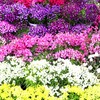 早春の草花展