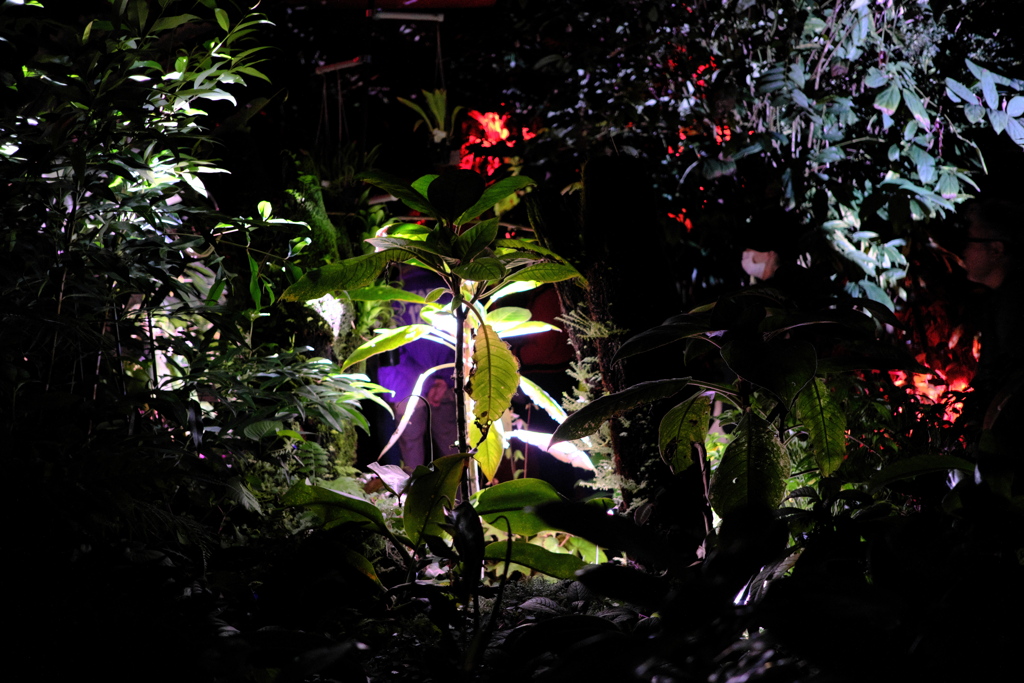 LIGHT CYCLES KYOTO