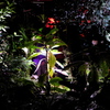 LIGHT CYCLES KYOTO