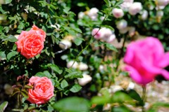 薔薇