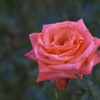 冬の薔薇