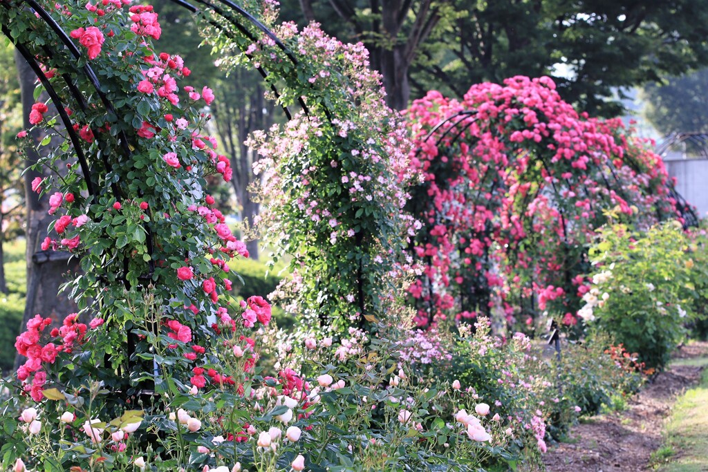 薔薇園にて