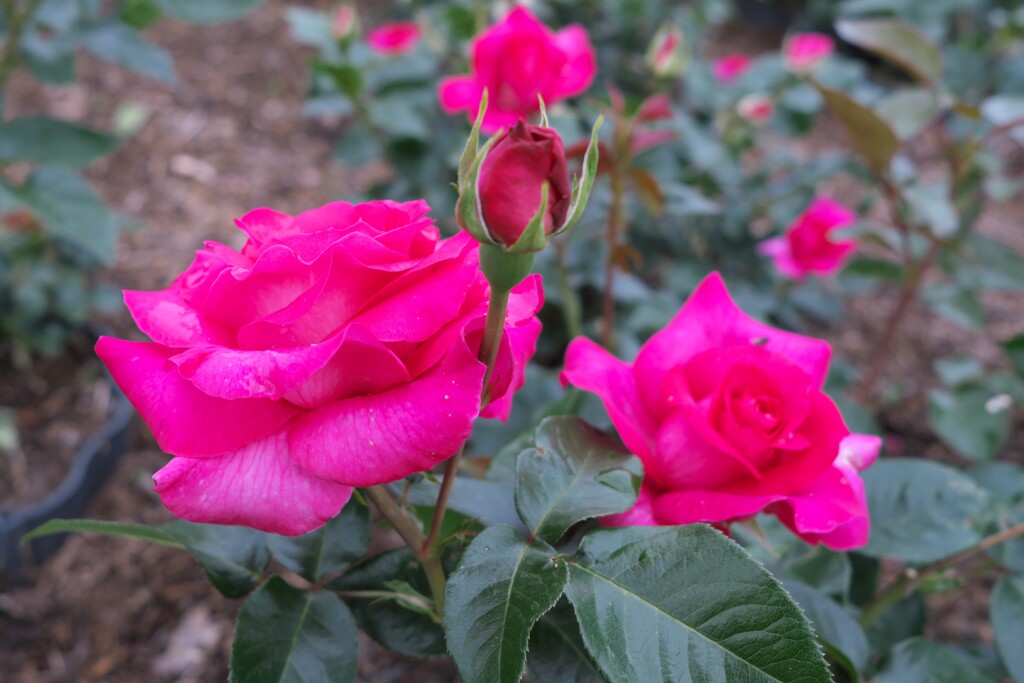 薔薇