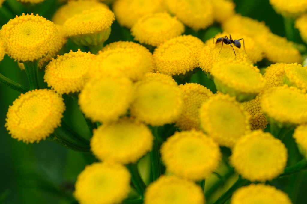 夏の花