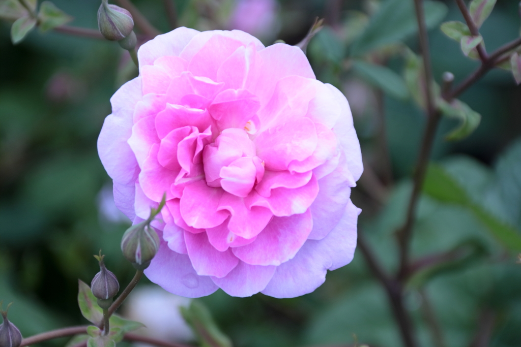 薔薇