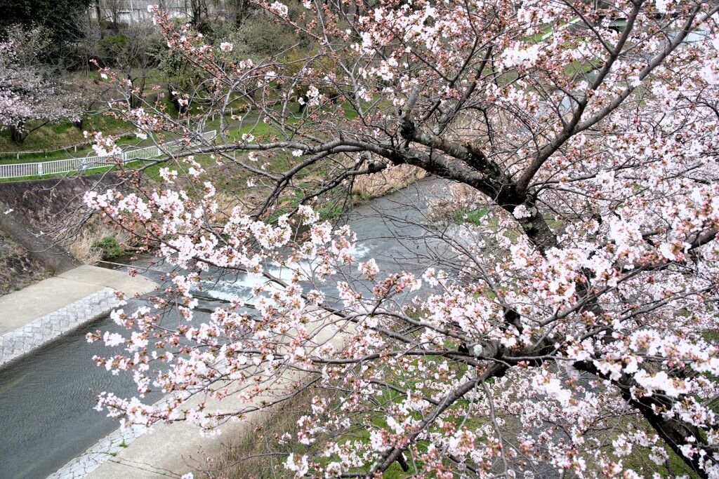川辺に咲く