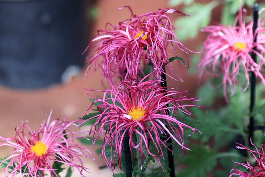 伊勢菊