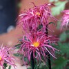 伊勢菊