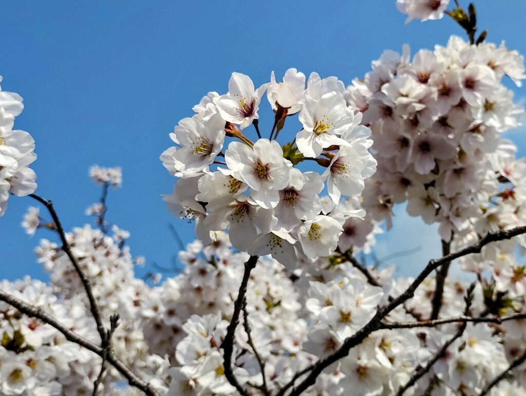 桜　満開