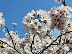 桜　満開