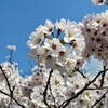 桜　満開