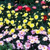 早春の草花展