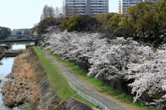 桜咲く