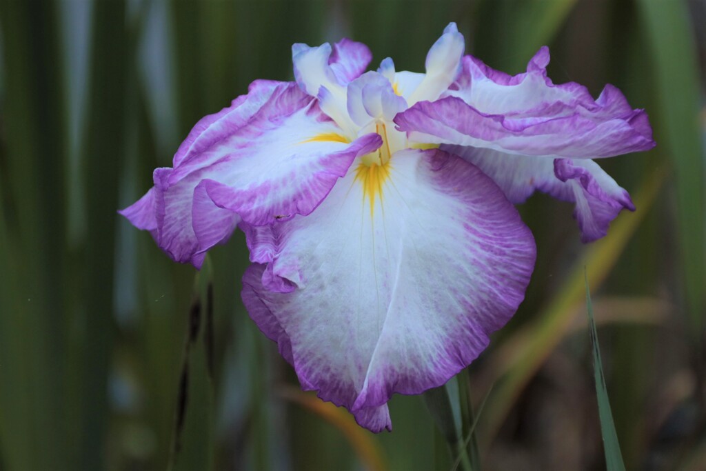 花菖蒲