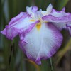 花菖蒲