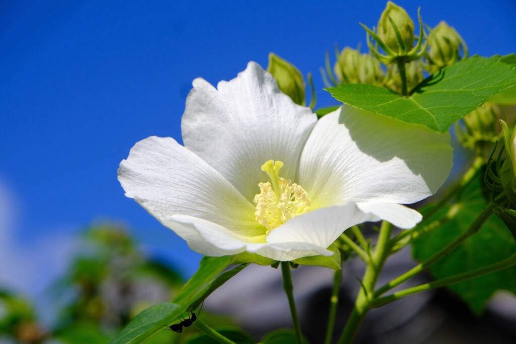 芙蓉