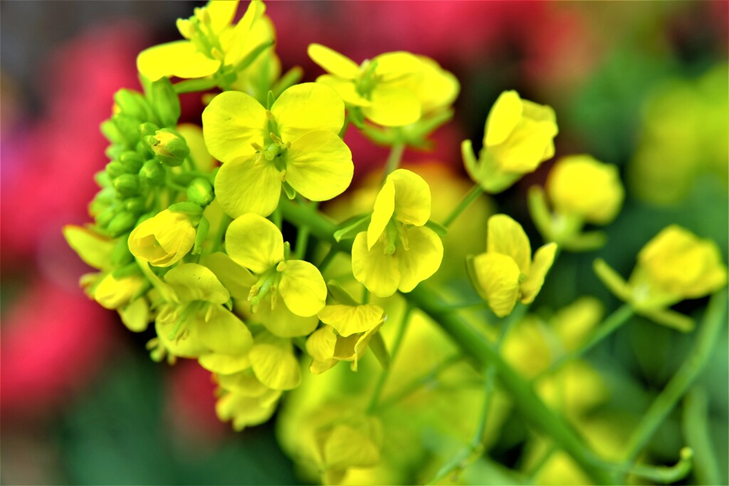 早春の草花展